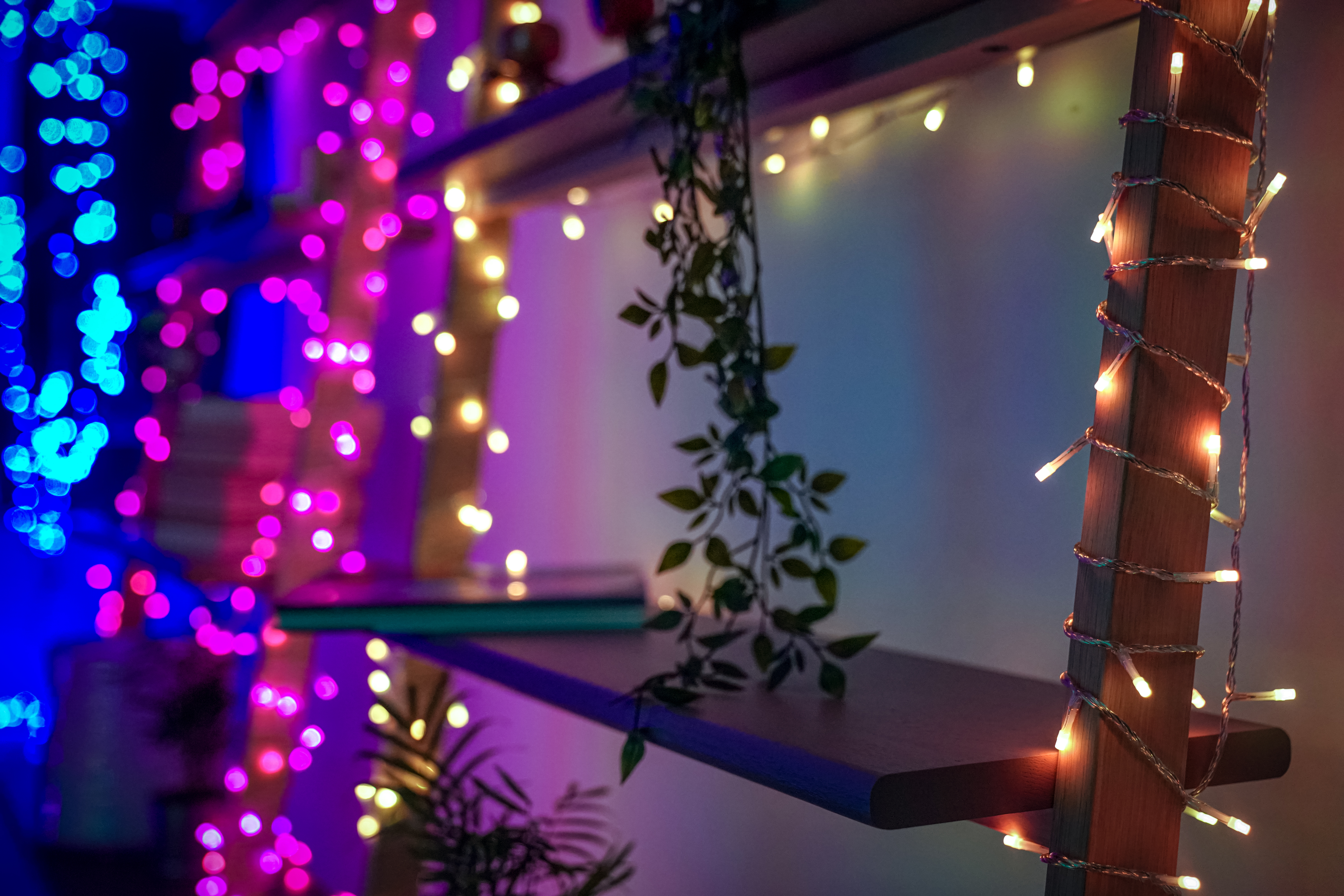 Regale mit Lichterketten und einer Hängepflanze, beleuchtet mit lila und blauen Lichtern.