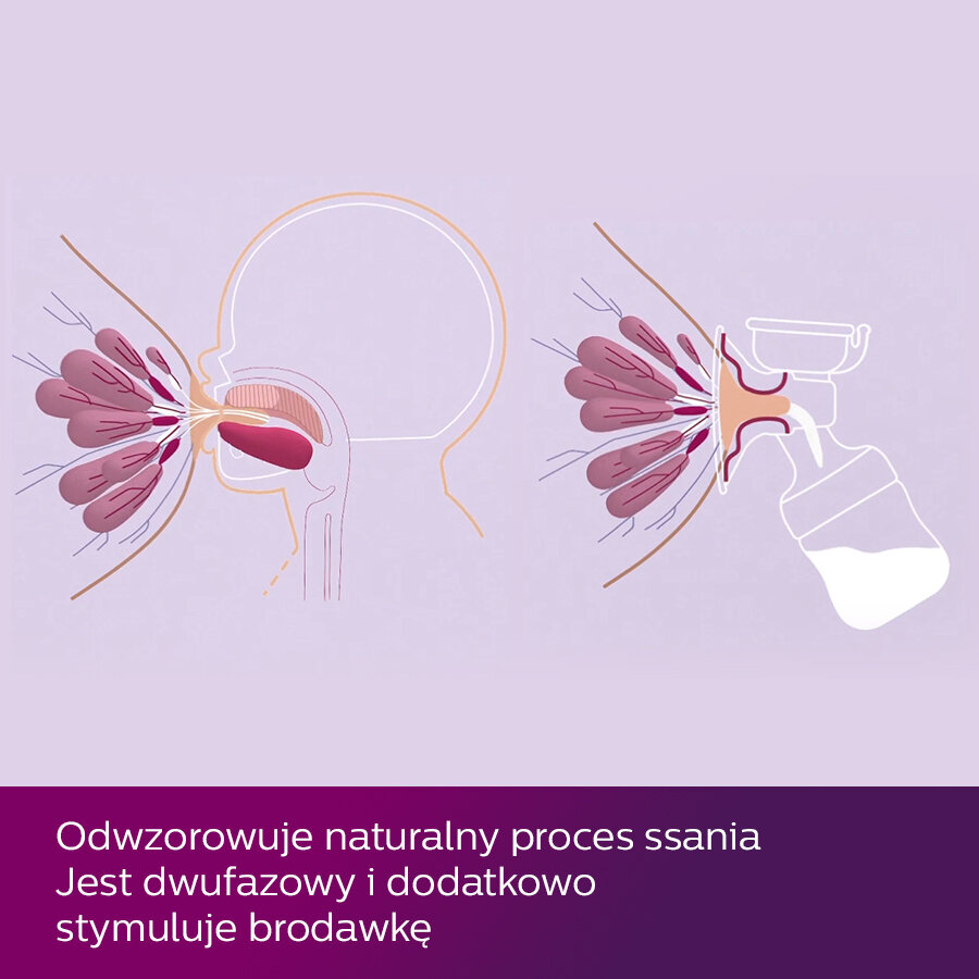 Ilustracja pokazuje mechanizm ssania niemowlęcia i działanie laktatora.