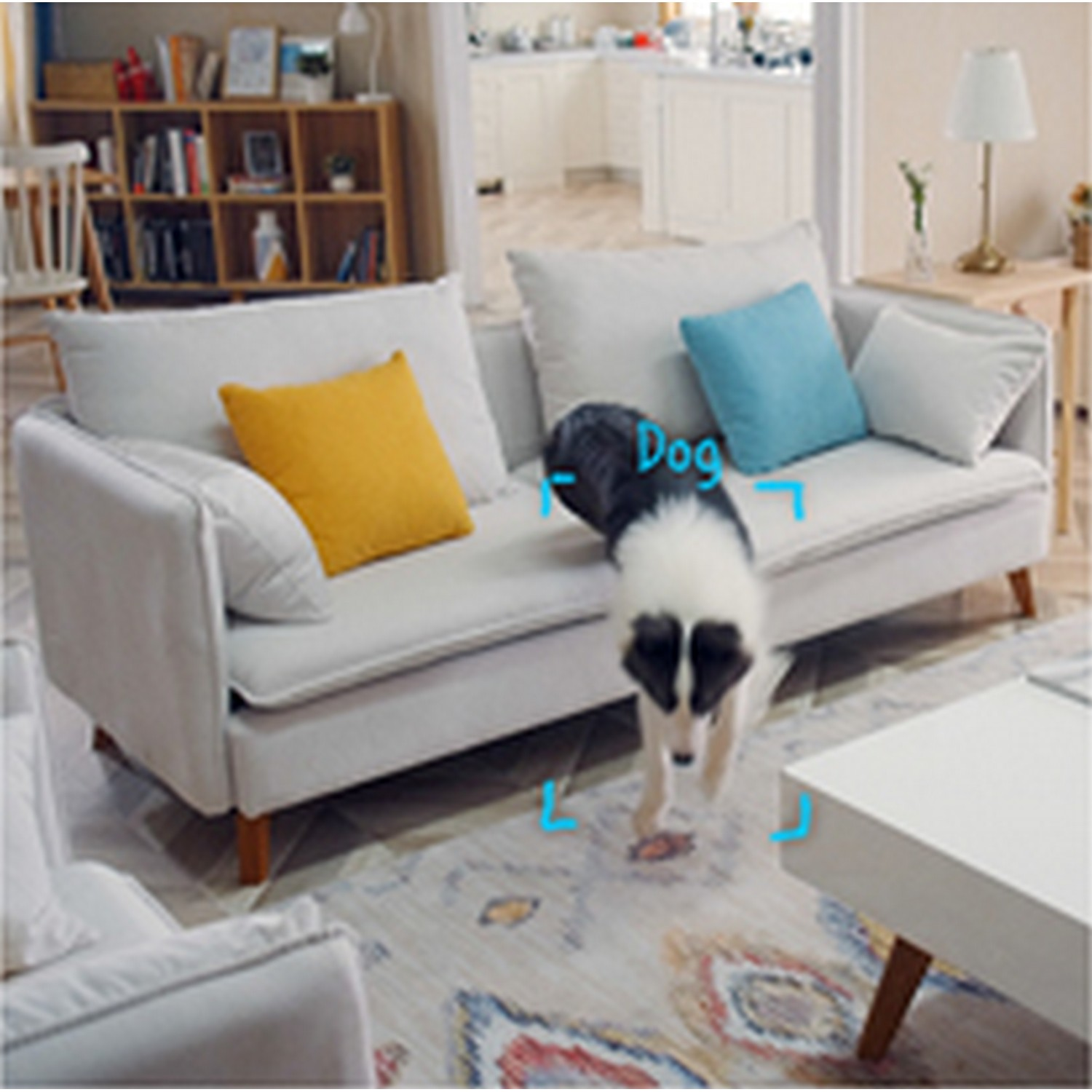 Chien sur canapé, intérieur. Chien saute du canapé. Chien étiqueté avec un cadre bleu.