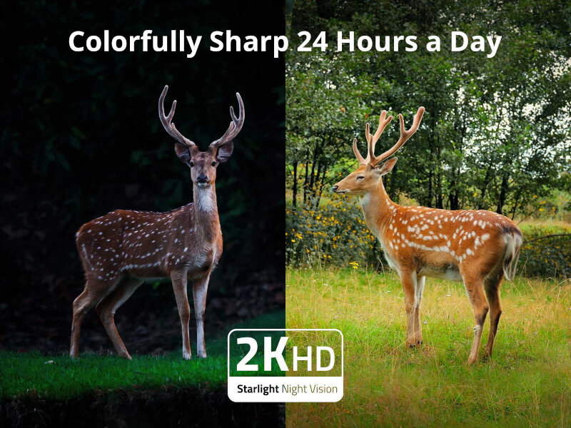 Jelenie w nocy i w dzień, pokazujące funkcje 2KHD i Starlight Night Vision. Zielona trawa i drzewa.