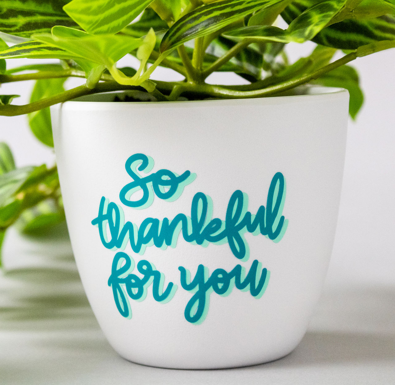 Weißer Topf mit Text 'So thankful for you', hält eine grüne Pflanze mit sichtbaren Blättern.