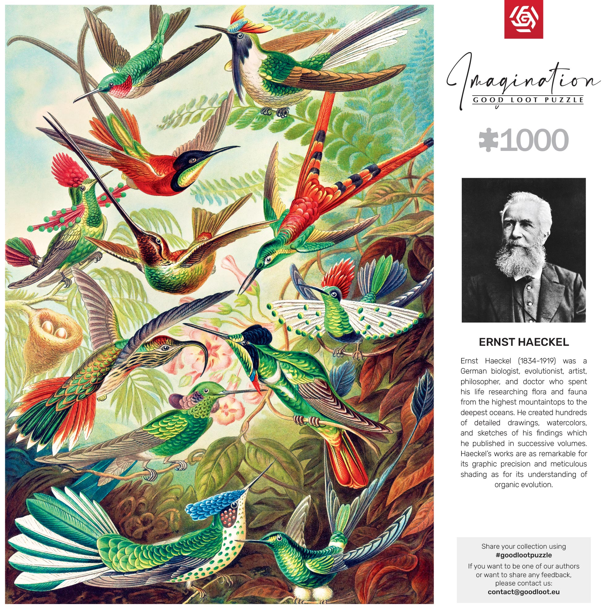 Színes kolibri puzzle, madarak képével a lombkoronában, és Ernst Haeckel portréjával.
