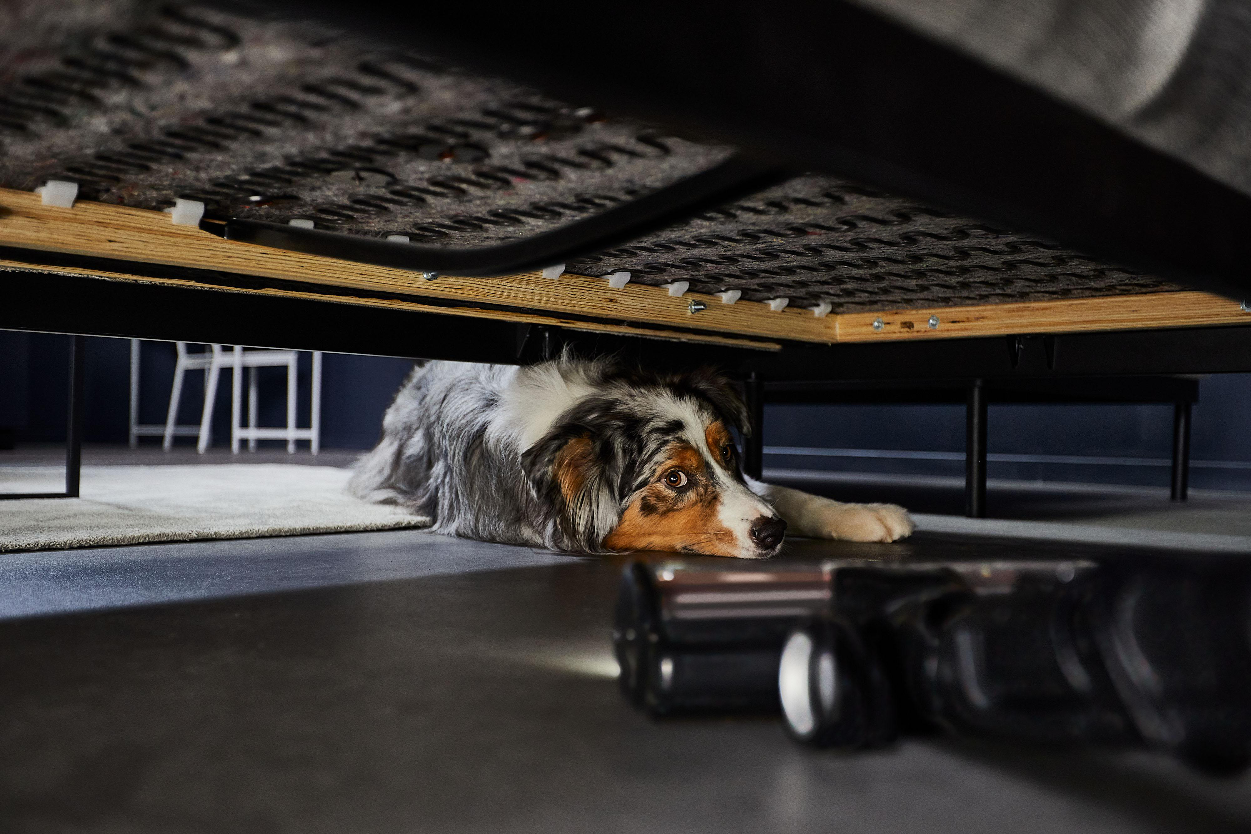 Hund liegt unter einem Bett mit einem Staubsauger in der Nähe.