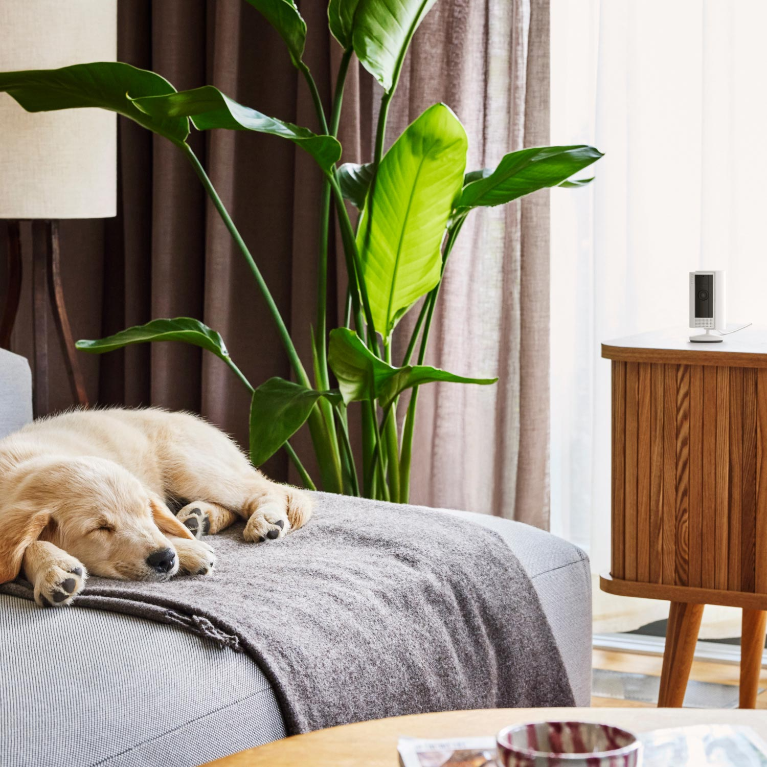 A dog sleeping on a couch. A plant and a wooden table with a device are in the background.