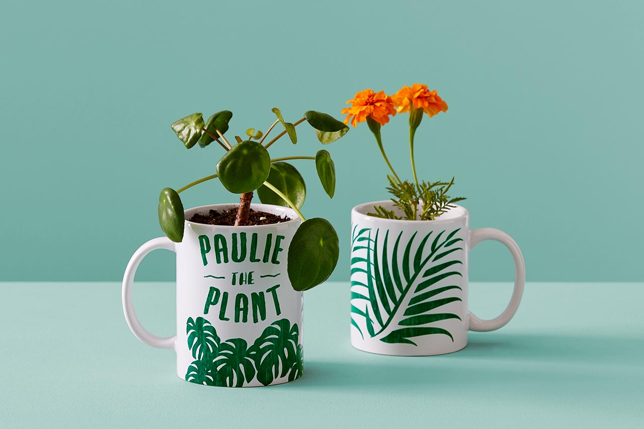 Zwei weiße Tassen mit Pflanzen darin. Auf einer steht 'Paulie the Plant' und hat grüne Blätter. Die andere hat orangefarbene Blumen und grüne Blätter.