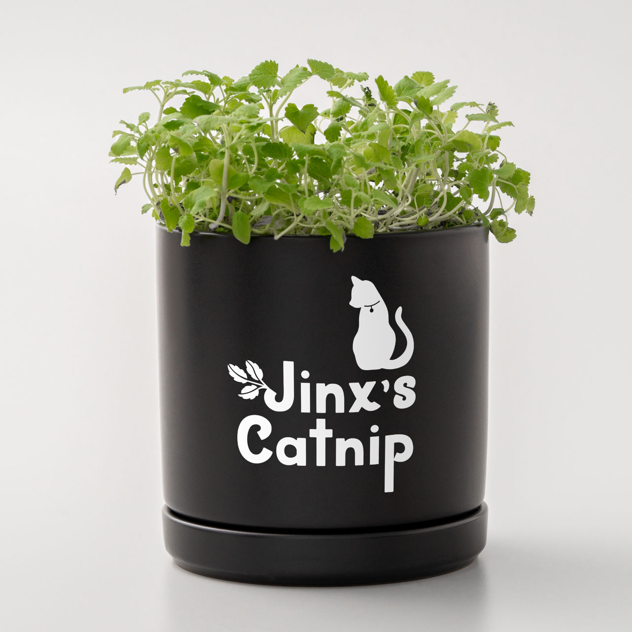 Schwarzer Topf mit Katzenminze und Text 'Jinx's Catnip'. Weiße Katzen-Silhouette und weißer Hintergrund.