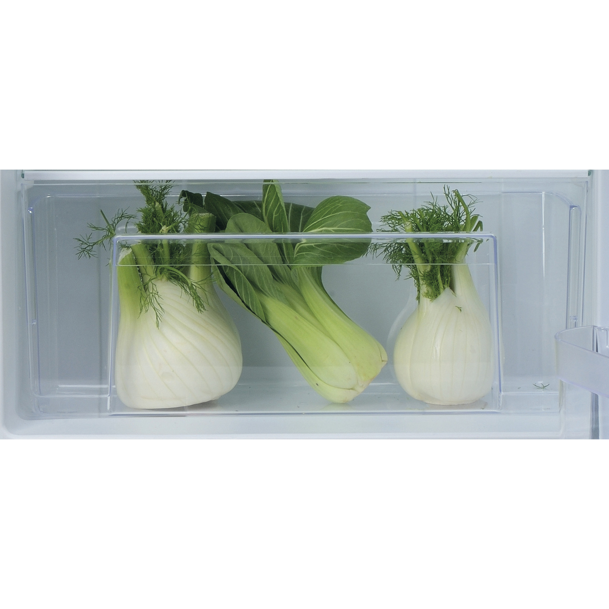 Im Kühlschrank befinden sich zwei knollenartige Fenchel und ein Bund Chinakohl in einer Schublade.