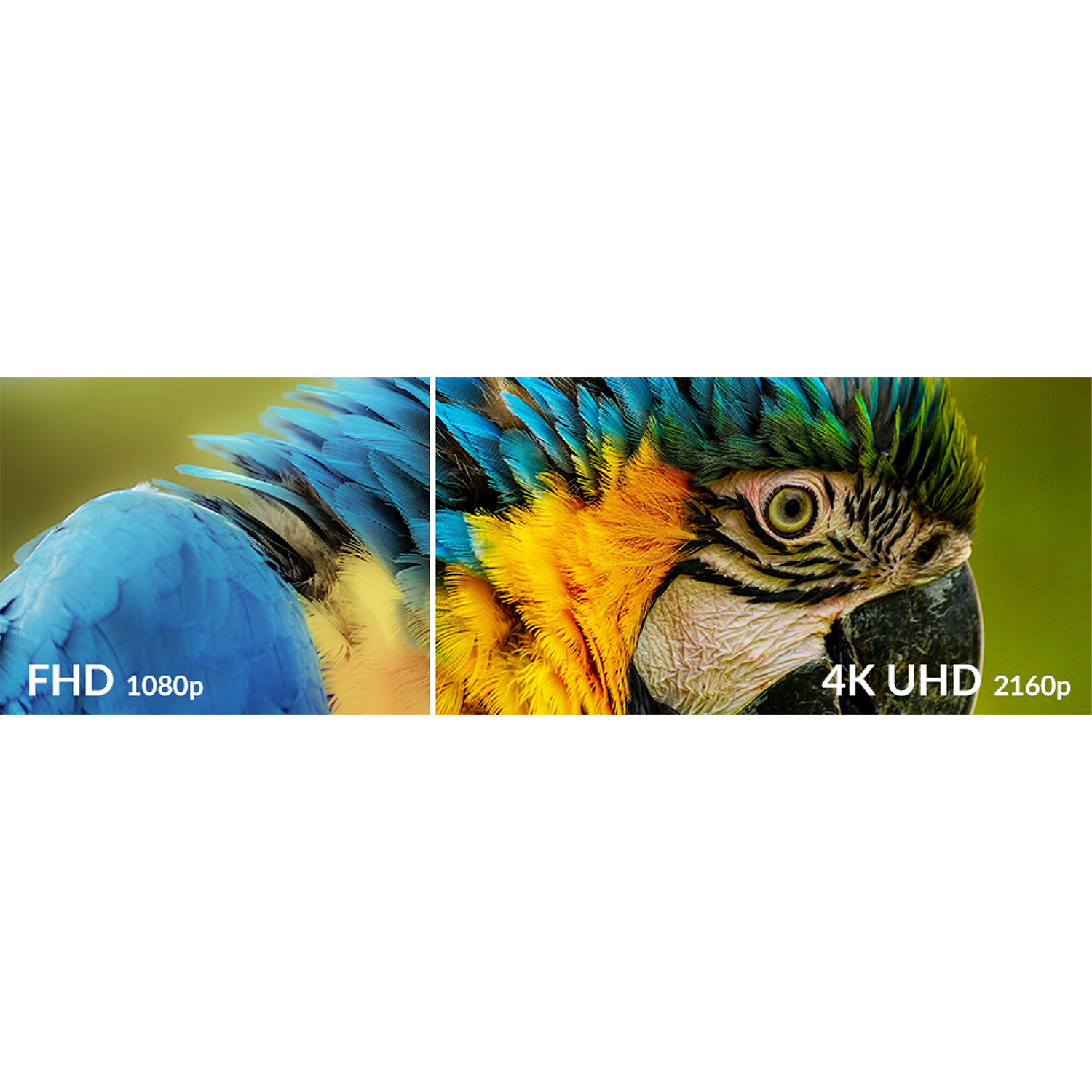 Un'immagine divisa di un pappagallo con etichette di testo di risoluzione FHD e 4K UHD.