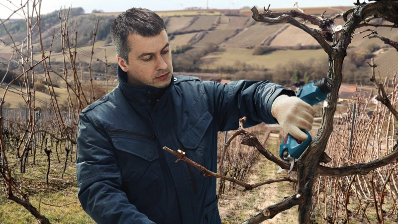 Férfi szőlőt metsz elektromos szerszámmal szőlőültetvényen.