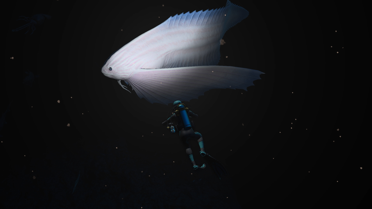 Un plongeur avec un gros poisson dans l'eau sombre. Le poisson est blanc, le plongeur est petit.