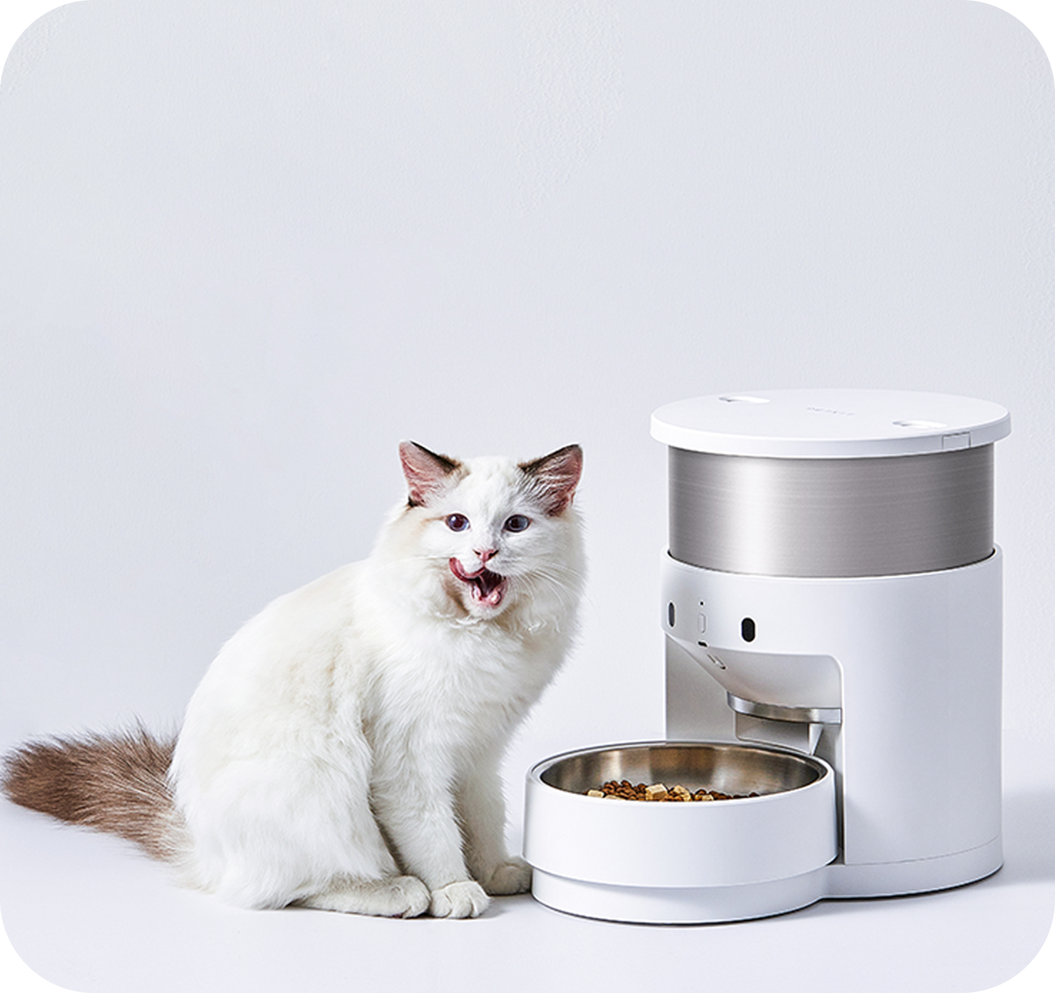 Bir mama dağıtıcısıyla beyaz bir kedi. Kedi ağzını yalıyor. Dağıtıcı beyaz ve gümüş renkli.