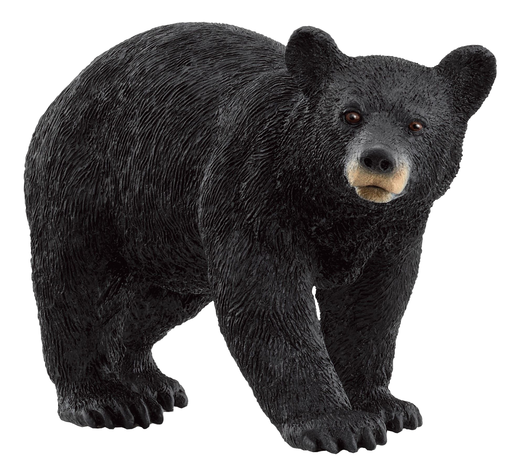 Orso nero in piedi, rivolto in avanti. Ha pelliccia nera, occhi marroni e muso beige.