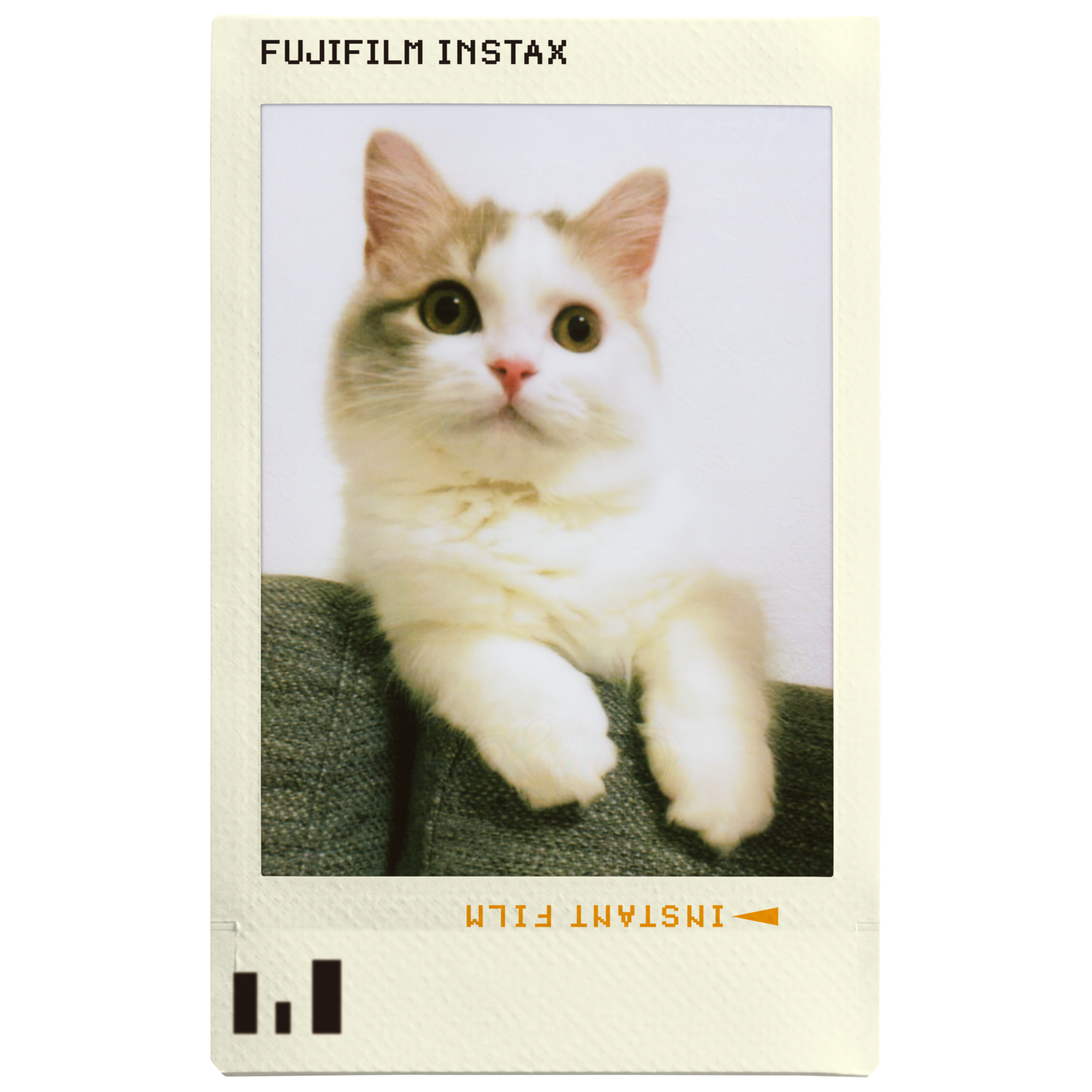 Cat photo in a Polaroid frame, looking up at the camera.