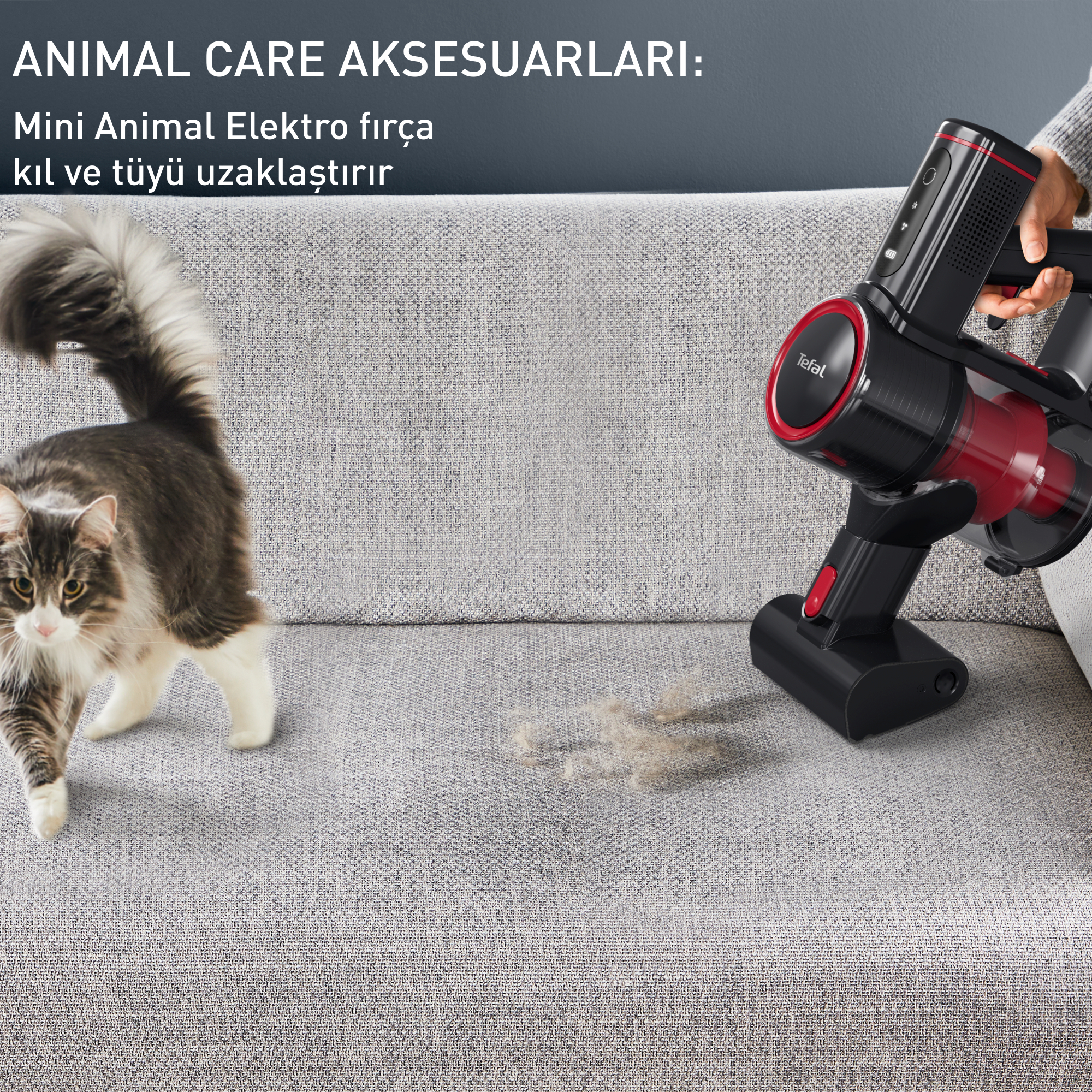 Bir kedi ve bir kanepe üzerinde bir elektrikli süpürge; süpürge kedi tüyünü temizler.