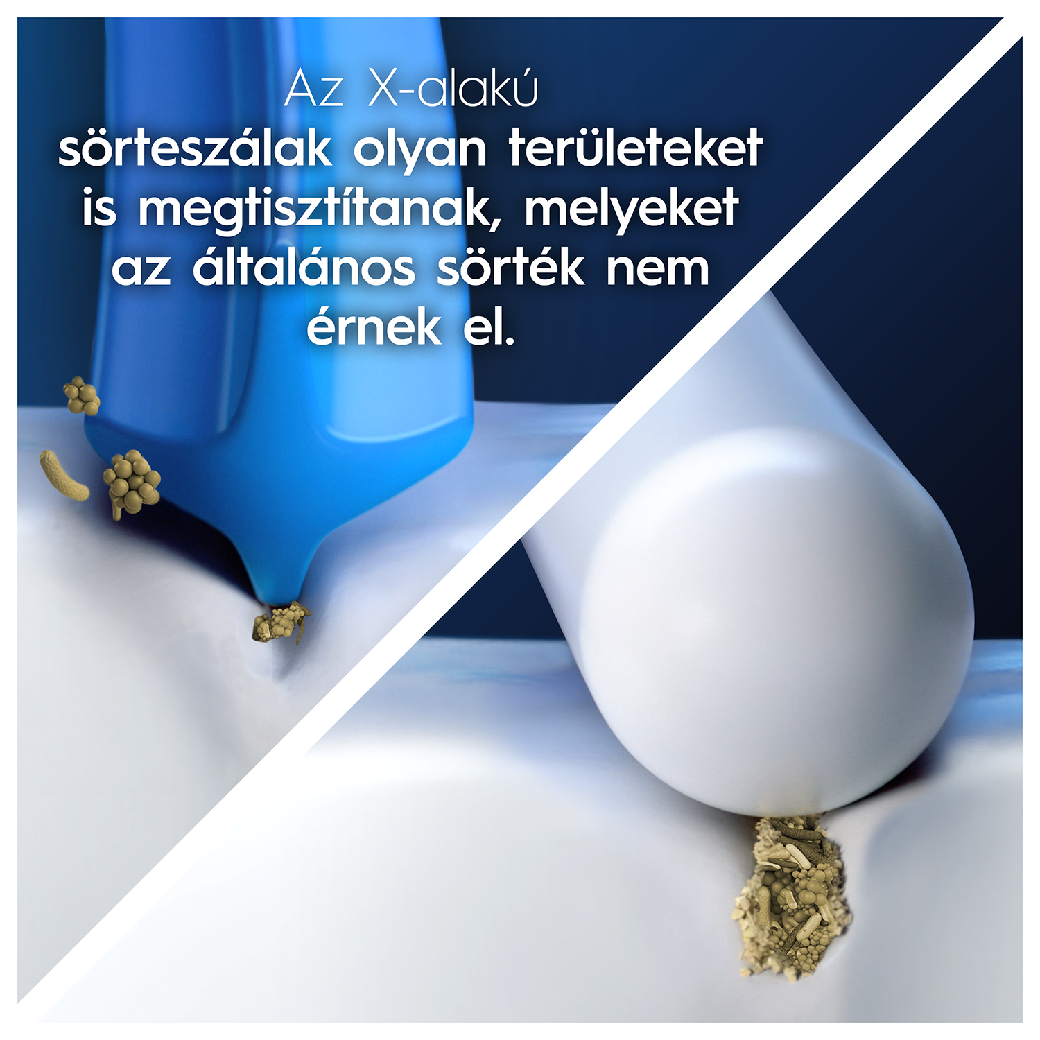 Fogkefe fej fogat tisztít. Kék kefe és fehér fogmodell.