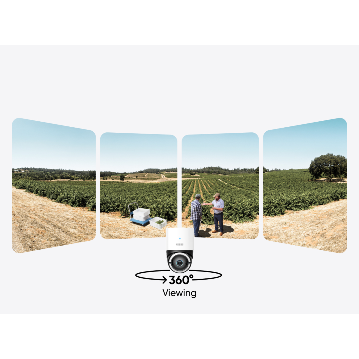 360-graden weergave van een wijngaard. Vier gebogen panelen tonen de scène rond een camera.