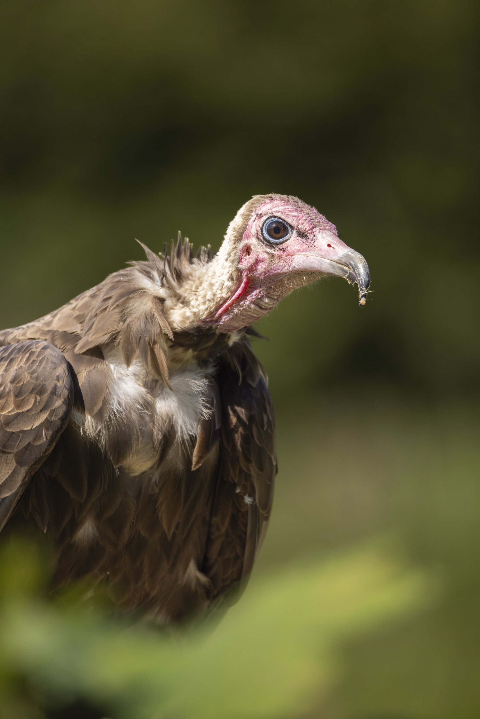 Nahaufnahme eines braunen Vogels mit rotem Gesicht und hellgrünem Hintergrund.