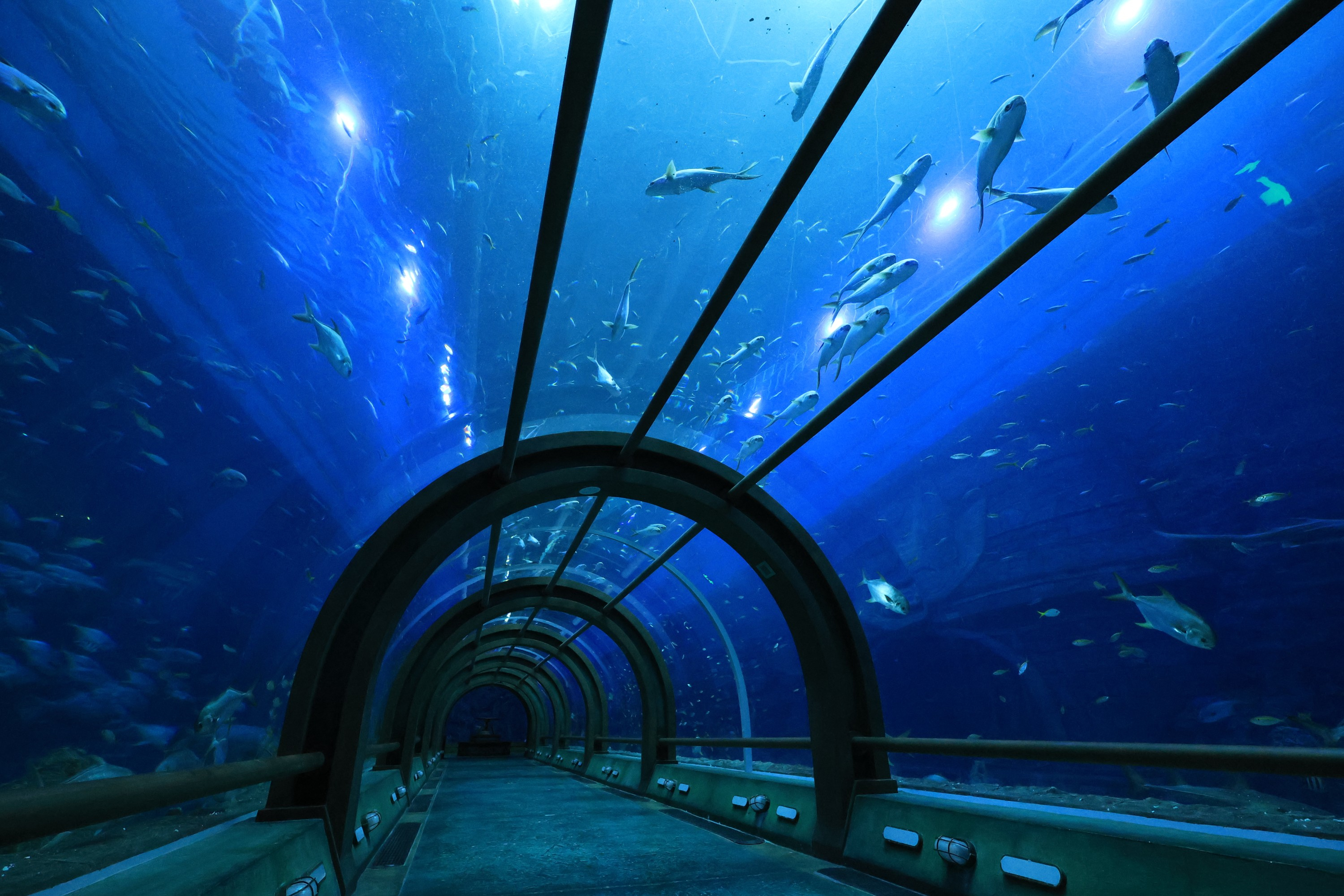 Unterwassertunnel mit schwimmenden Fischen, nach oben blickend. Gewölbte Glasdecke und Weg.