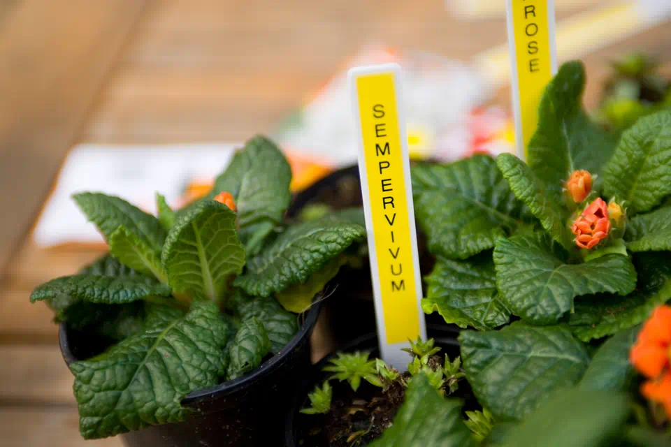 Gros plan sur des plantes en pot avec des étiquettes jaunes.