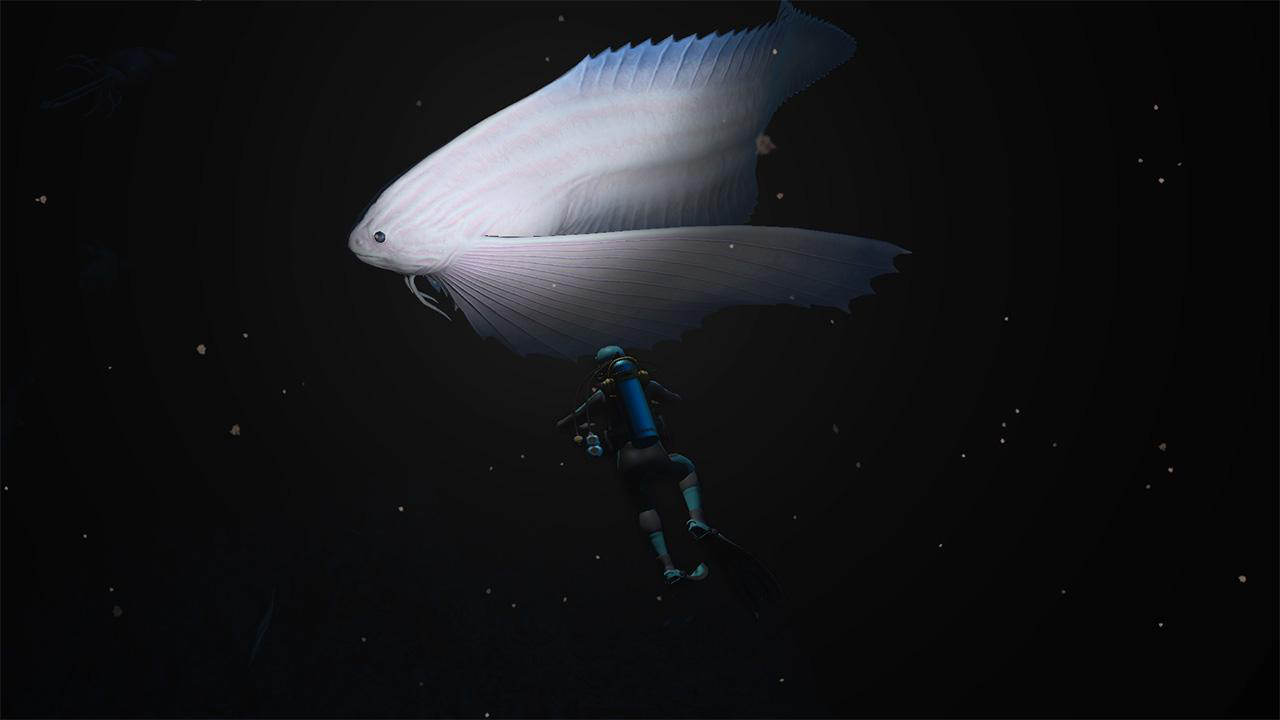 Ein Taucher schwimmt in dunklem Wasser, in der Nähe eines großen weißen Fisches.
