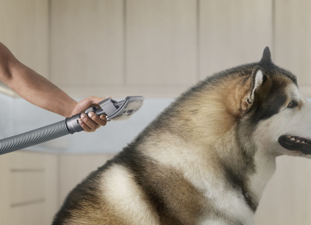 Una persona cepilla un perro husky con un cepillo de aseo. Fondo claro.