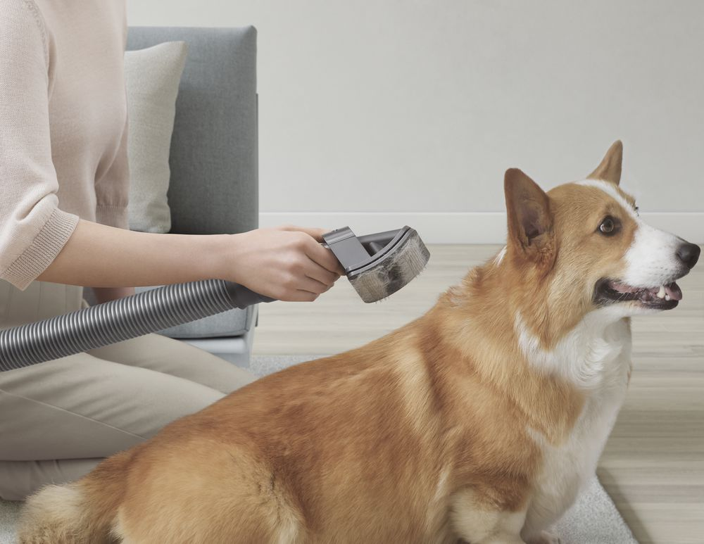 Una persona que usa un cepillo de aspiradora en un perro corgi, con un fondo blanco.