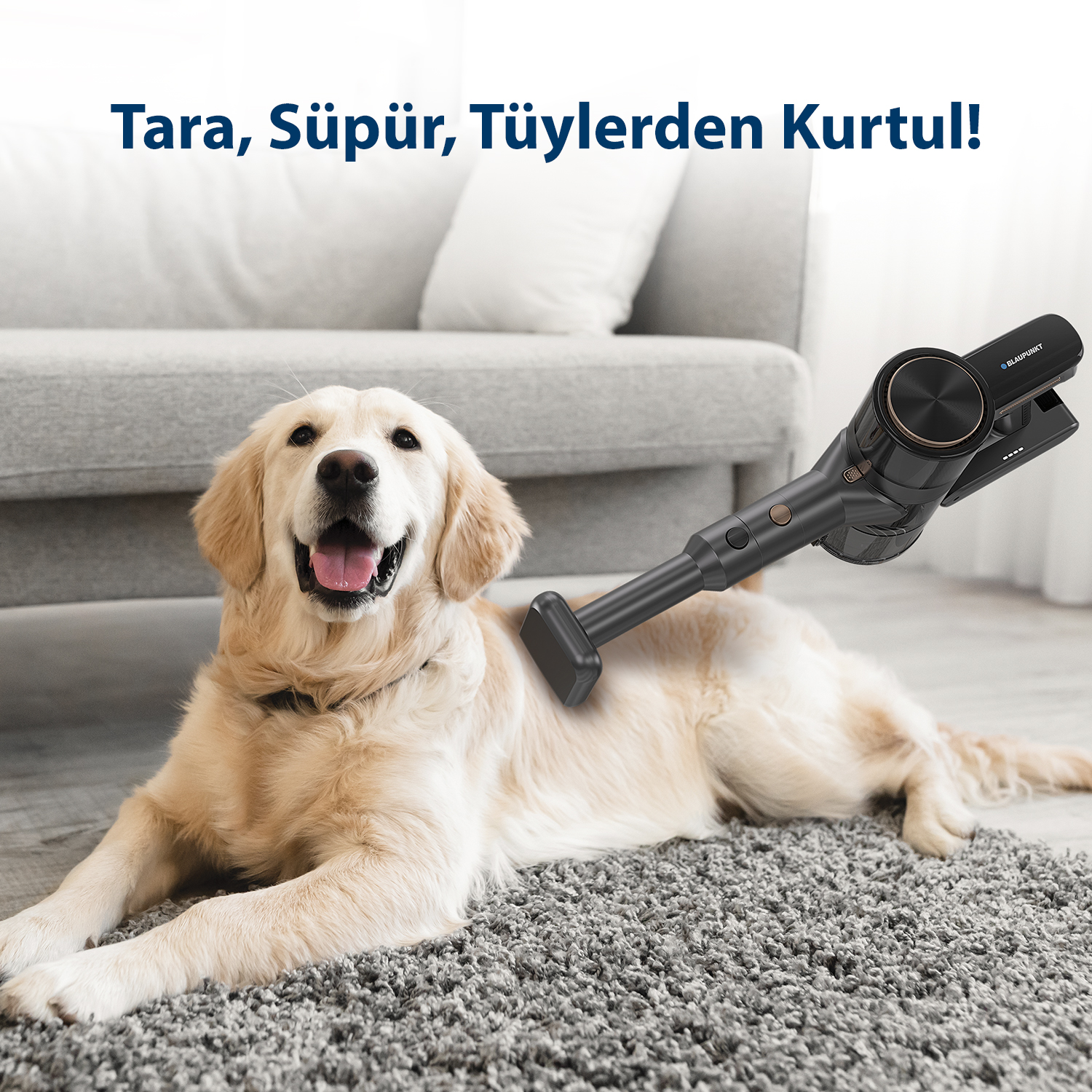 Bir golden retriever siyah bir elektrik süpürgesiyle süpürülüyor.