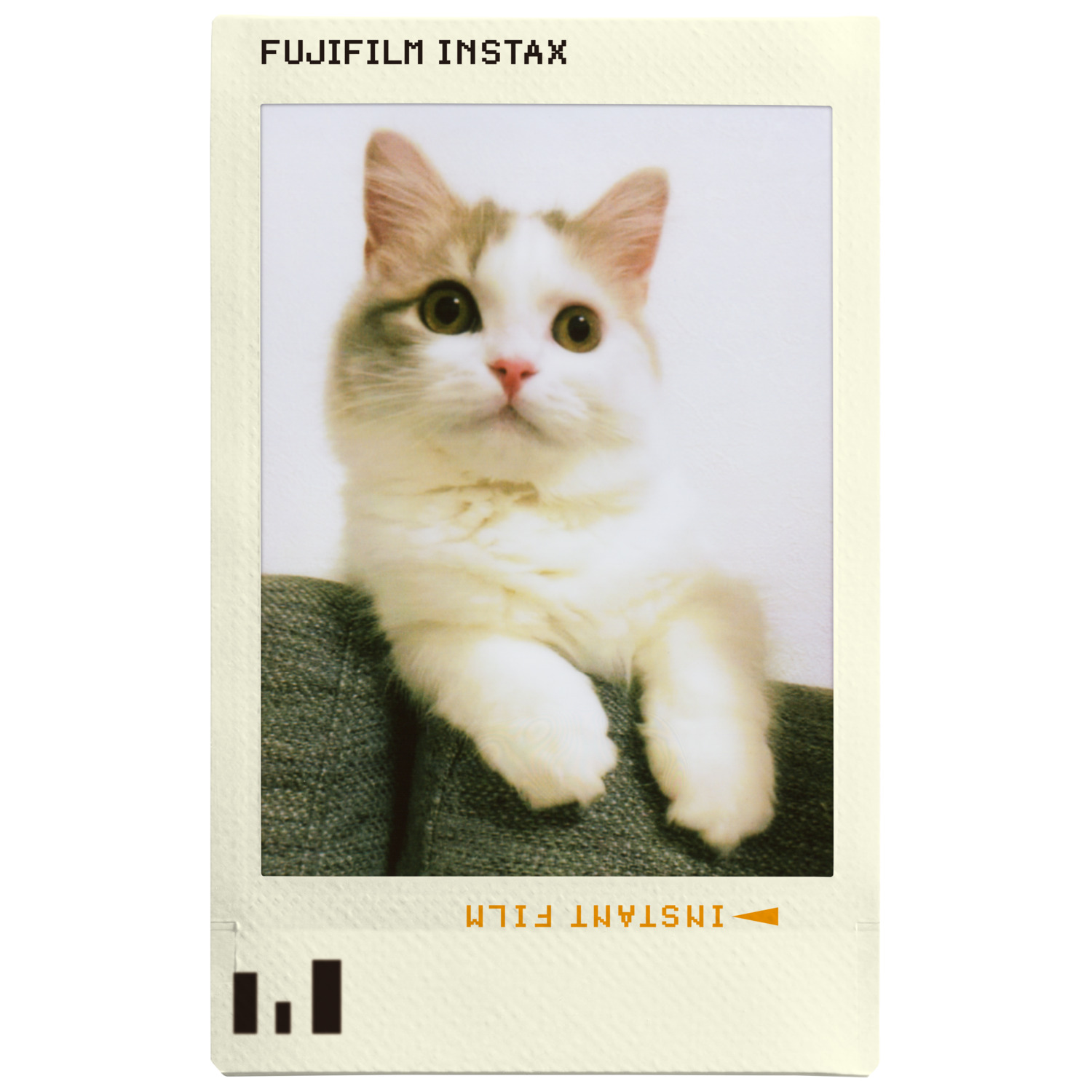Cat in a polaroid photo, framed by a white border.