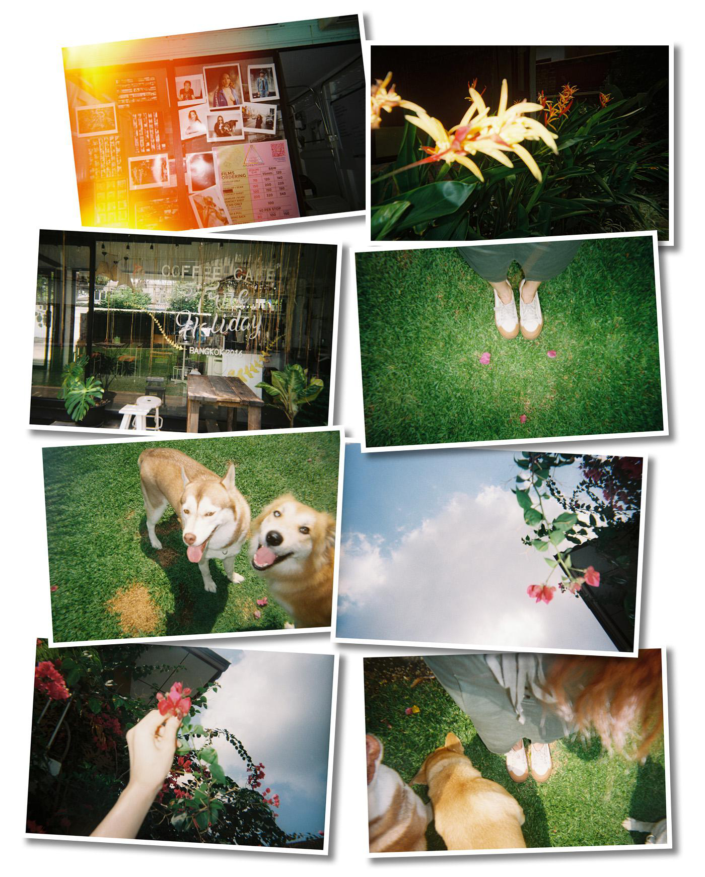 Eine Collage verschiedener Fotos, darunter Blumen, Hunde, ein Café und Menschen.