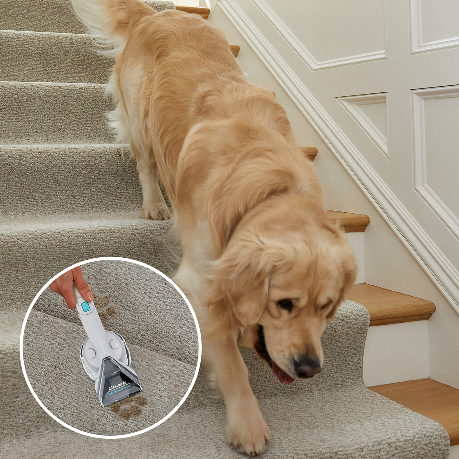 Un golden retriever scende le scale, e un aspirapolvere pulisce il tappeto.