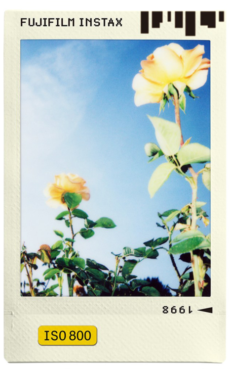 Polaroid fotó sárga rózsákról kék égen.
