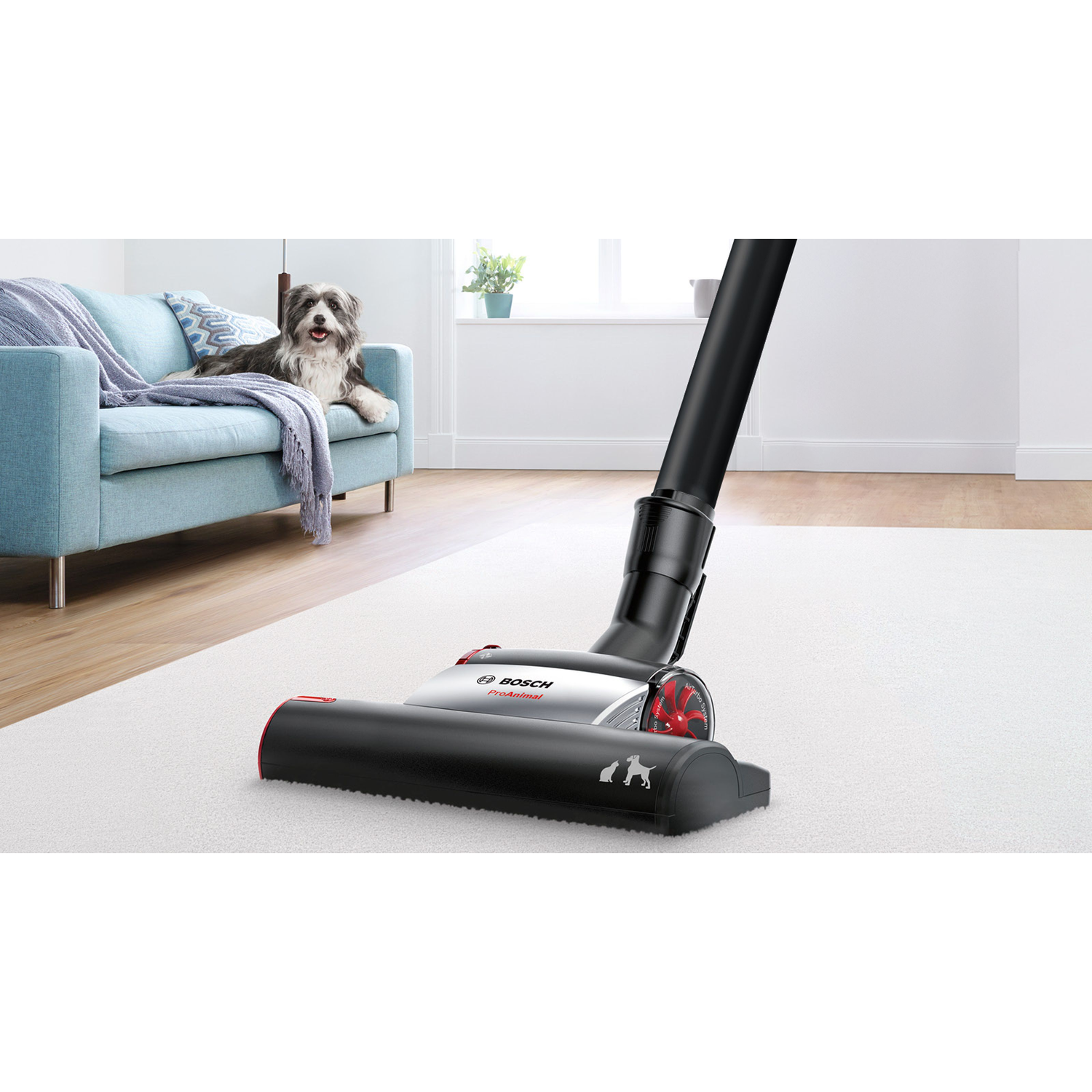 Vacuum cleaner head on white carpet. A dog is on a blue sofa in the background.