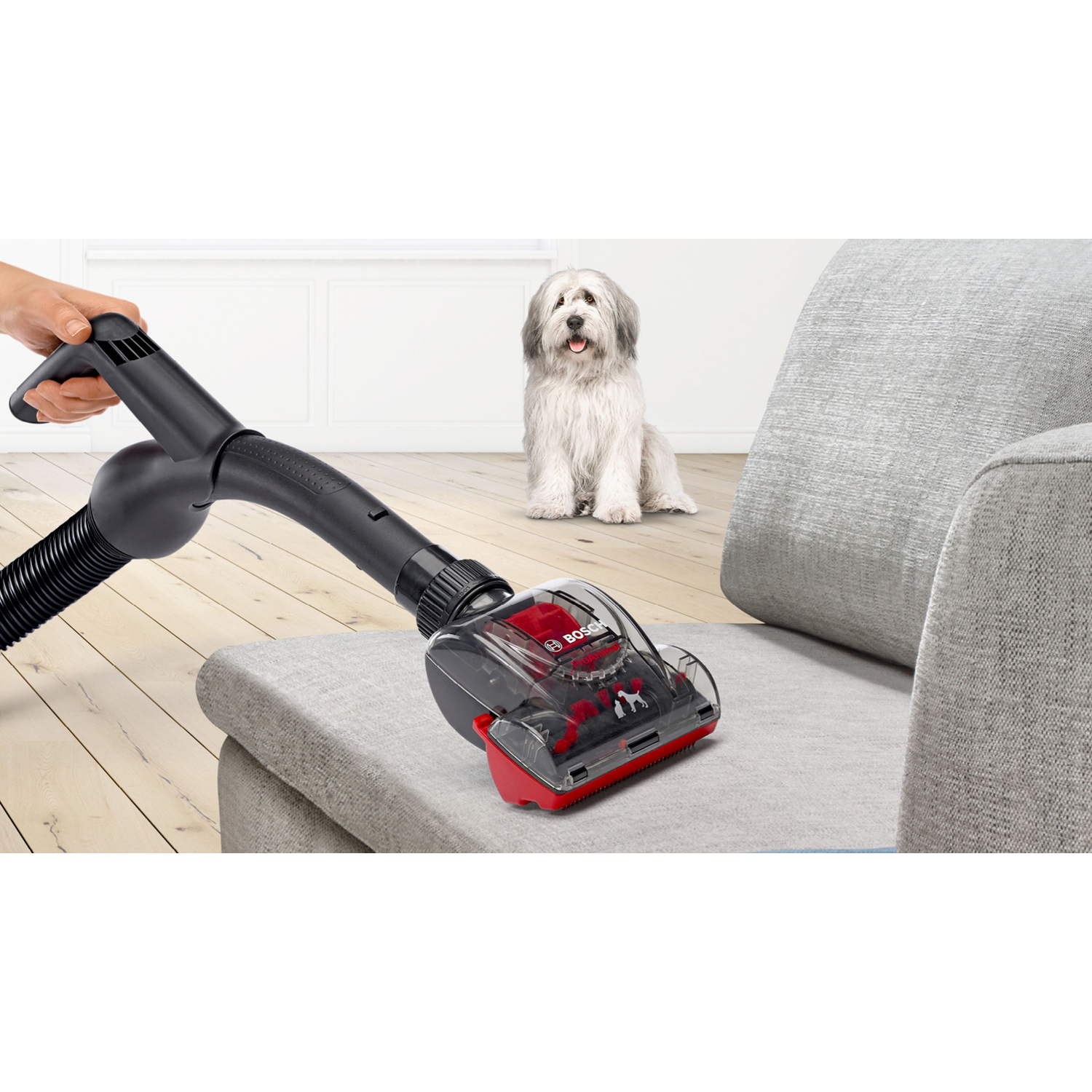 A person vacuums a gray couch with a black and red vacuum cleaner. A dog sits on the floor in the background.