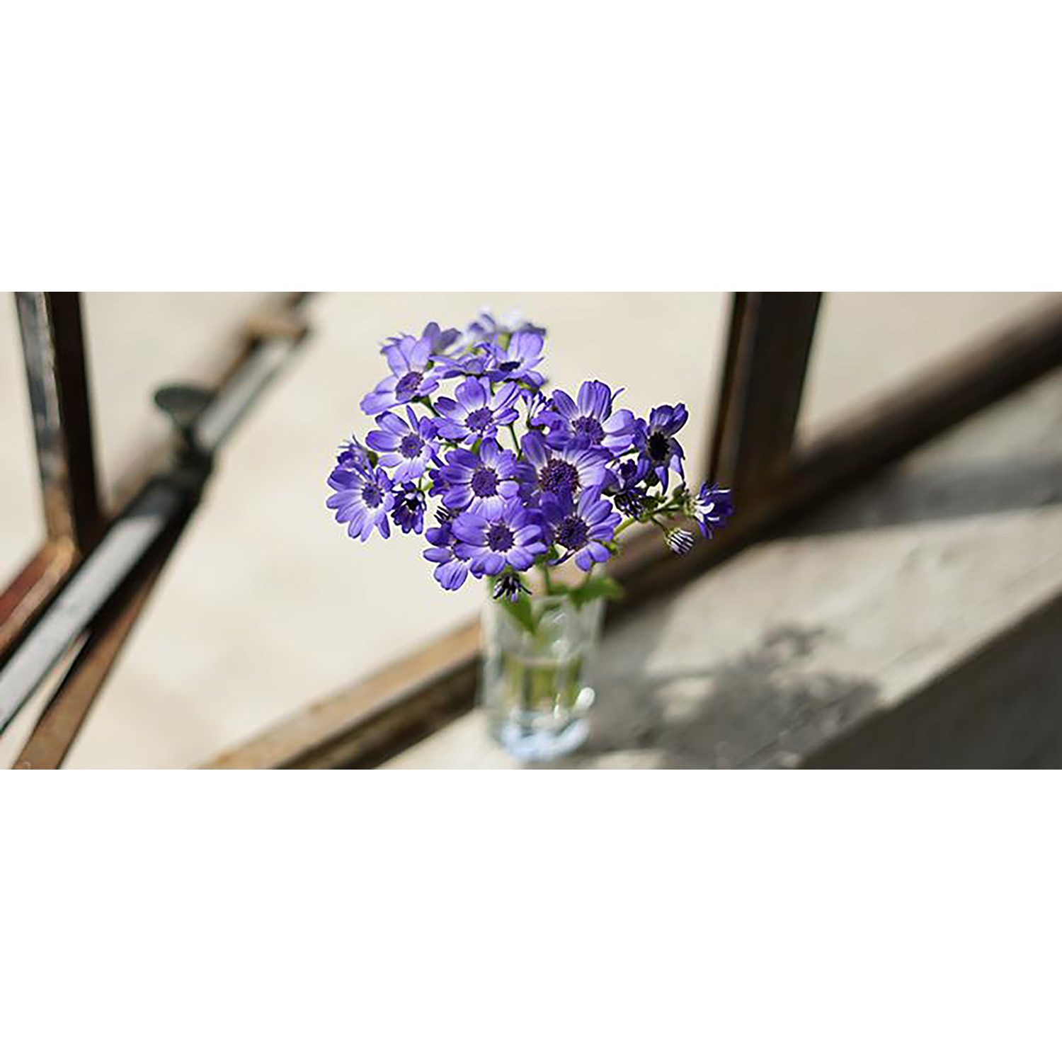 Vaso con fiori viola. Lo sfondo sfocato mostra metallo e luce solare.