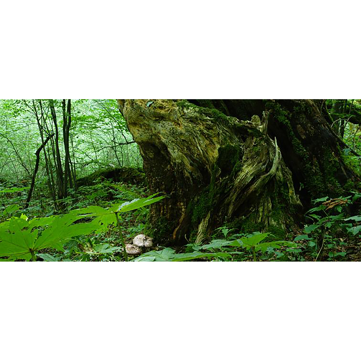 Una scena di foresta con un grande tronco d'albero ricoperto di muschio, circondato da verde e alberi.