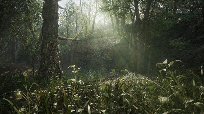 Üppige grüne Waldszene mit hohen Bäumen, Sonnenlicht und dichtem Unterholz.