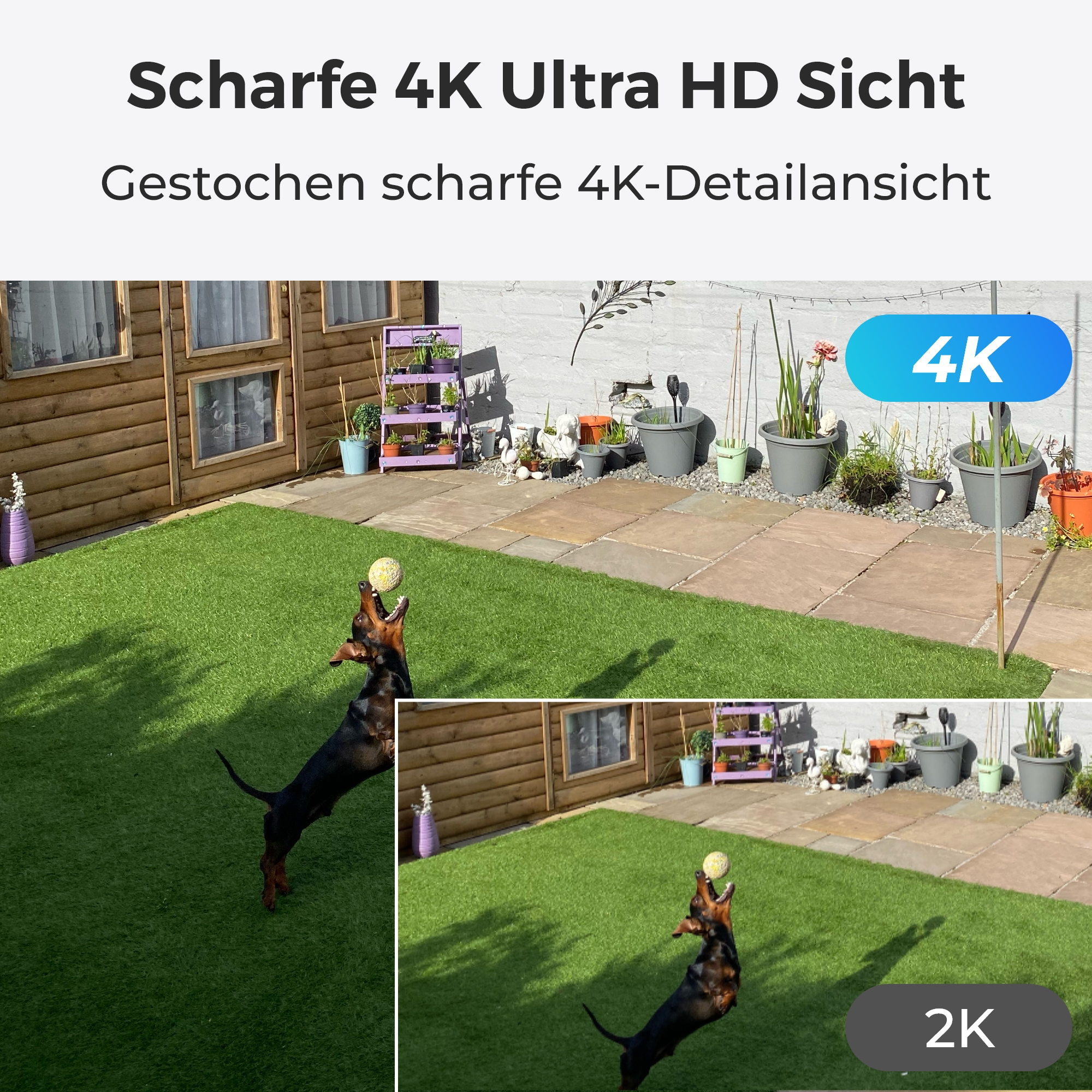 Ein Hund, der in einem Garten einen Ball fängt, mit einem 4K- und 2K-Display-Vergleich.
