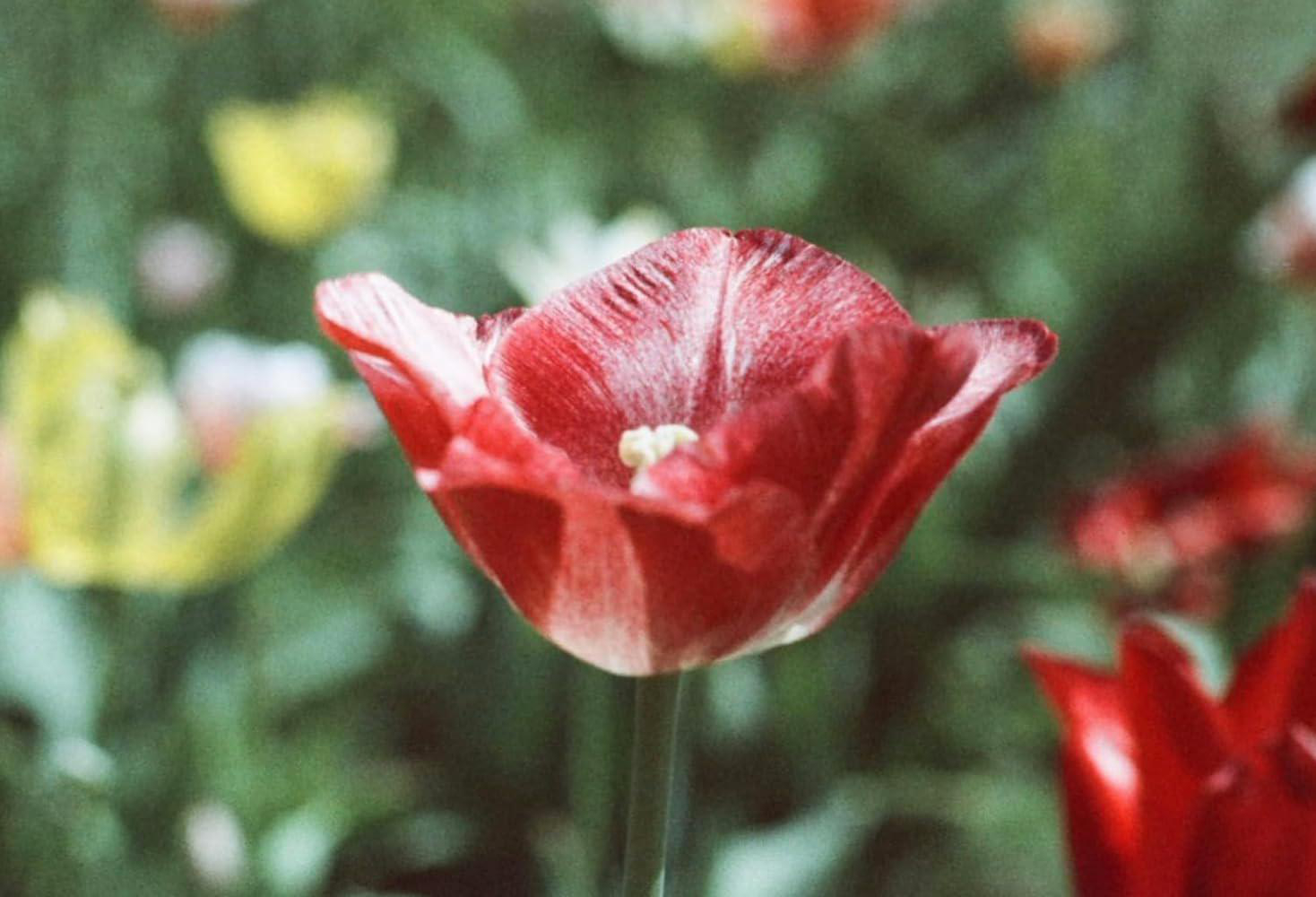 Nahaufnahme einer rot-weiß gestreiften Tulpe vor verschwommenem grünem Hintergrund mit anderen Blumen.