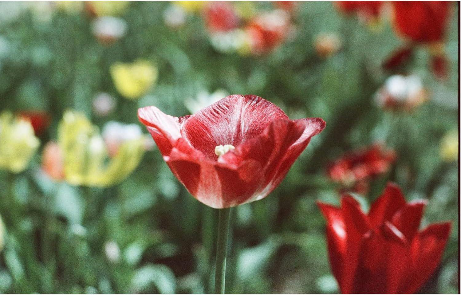 Eine rote Tulpe mit weißen Streifen in den Blütenblättern in einem verschwommenen Feld.