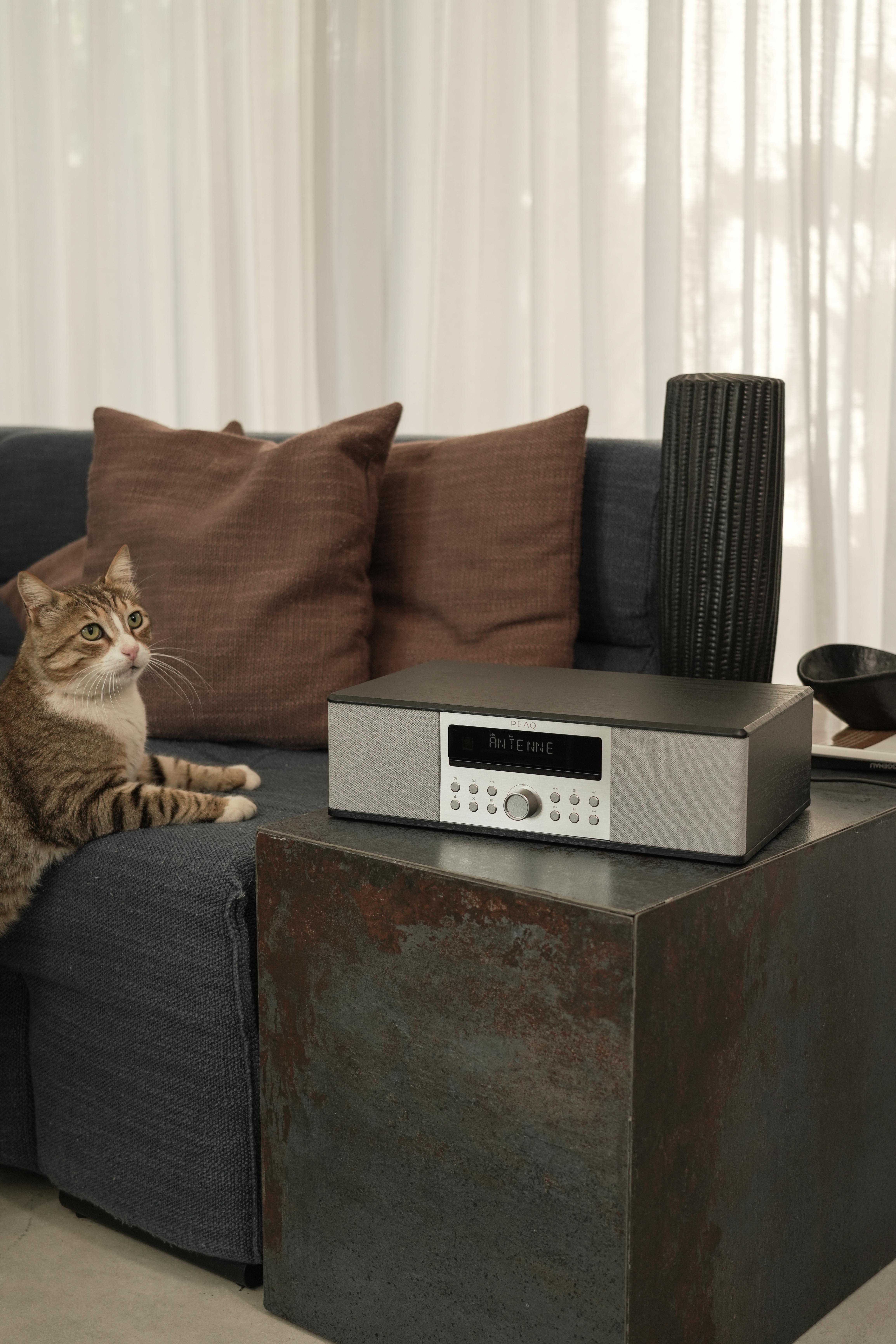 Katze sitzt neben einem Radio auf einem Tisch. Hintergrund Sofa und Vorhänge.