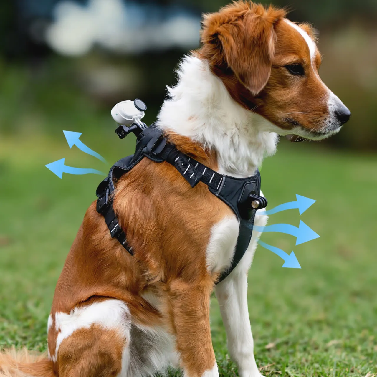 Hund mit Kamera-Geschirr auf grünem Feld, blaue Pfeile zeigen Luftstrom.