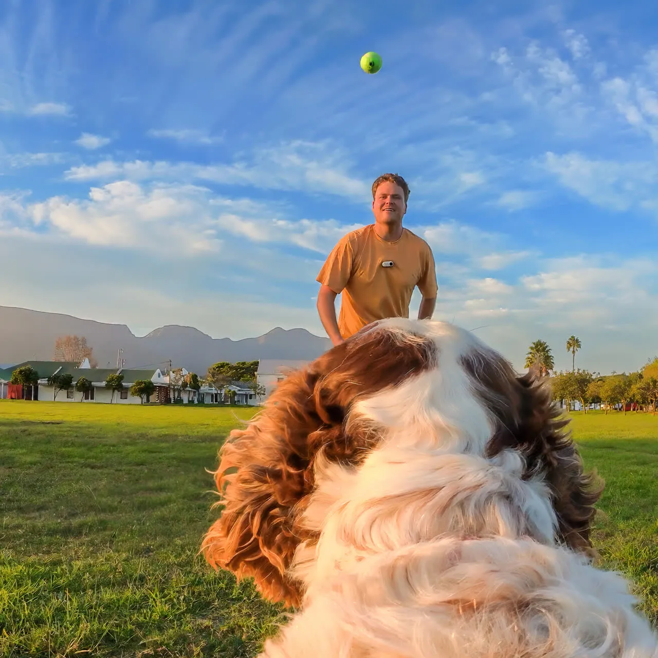 Ein Mann wirft einen Ball für einen Hund auf einem Feld. Der Hund ist im Fokus.