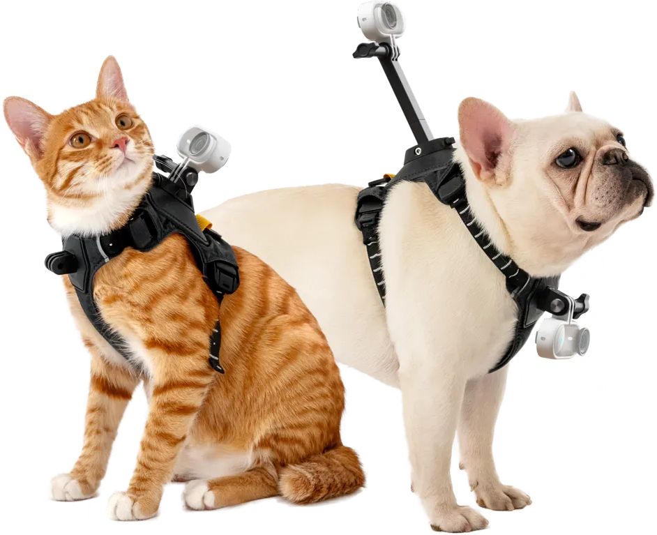 Eine Katze und ein Hund mit Kameras auf dem Rücken.