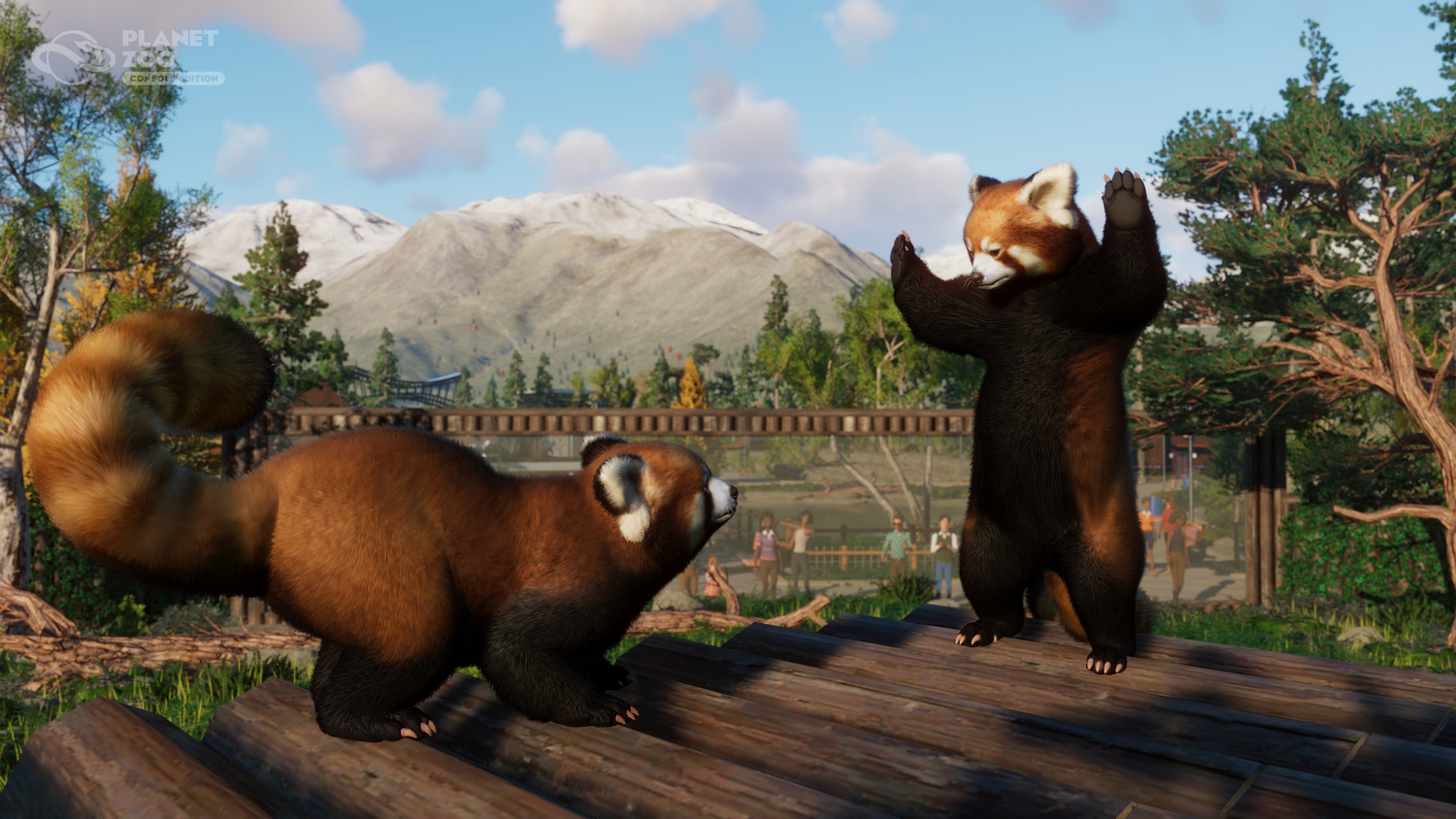 Dos pandas rojos en un zoológico. Uno de pie, con los brazos levantados. El otro mira.