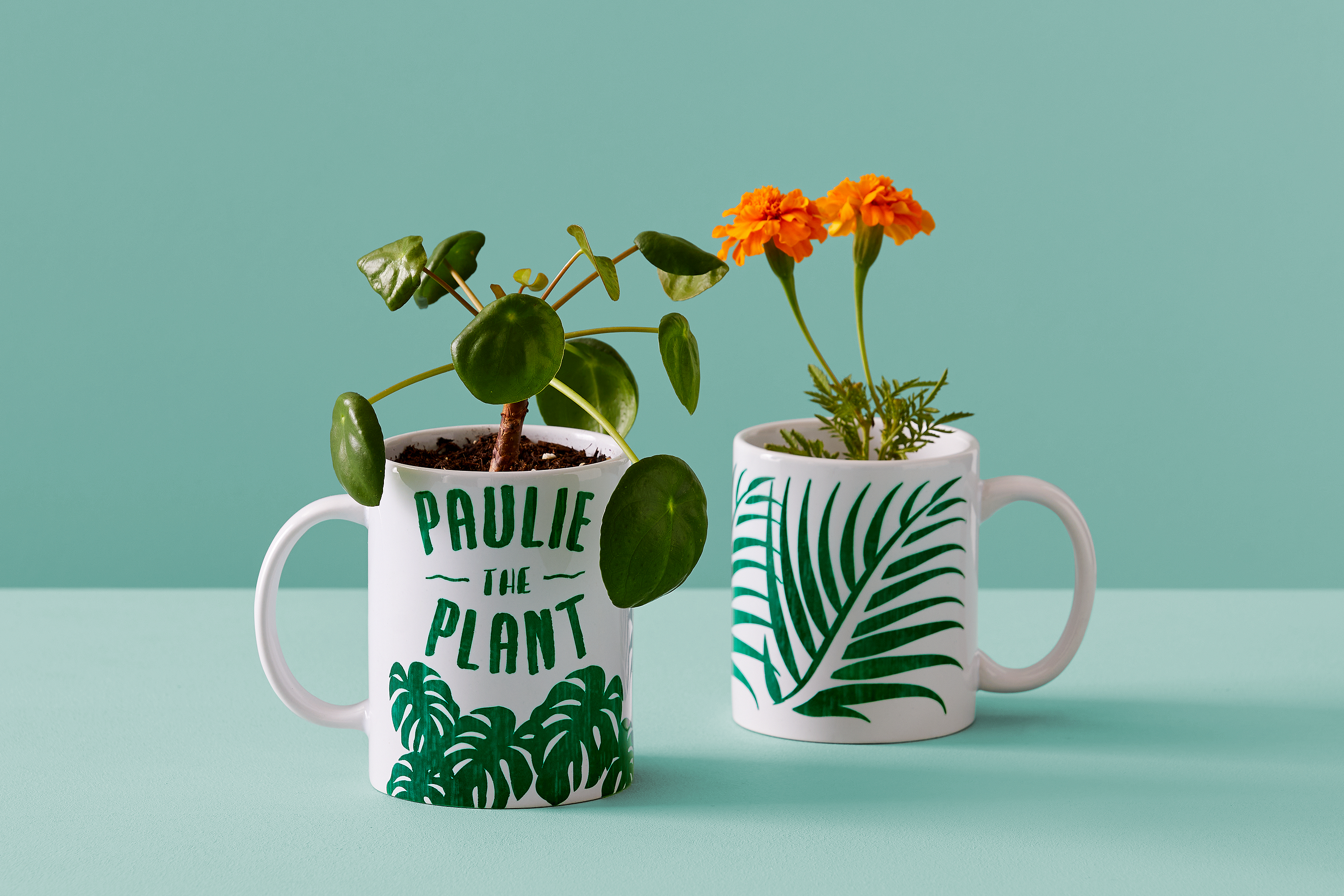 Zwei Tassen mit Pflanzen darin, eine mit Blättern und die andere mit orangen Blumen.