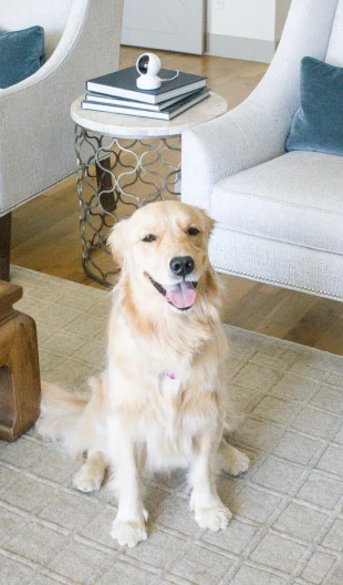 Un golden retriever seduto su un tappeto, sorridente alla fotocamera. Due poltrone e un tavolino sullo sfondo.