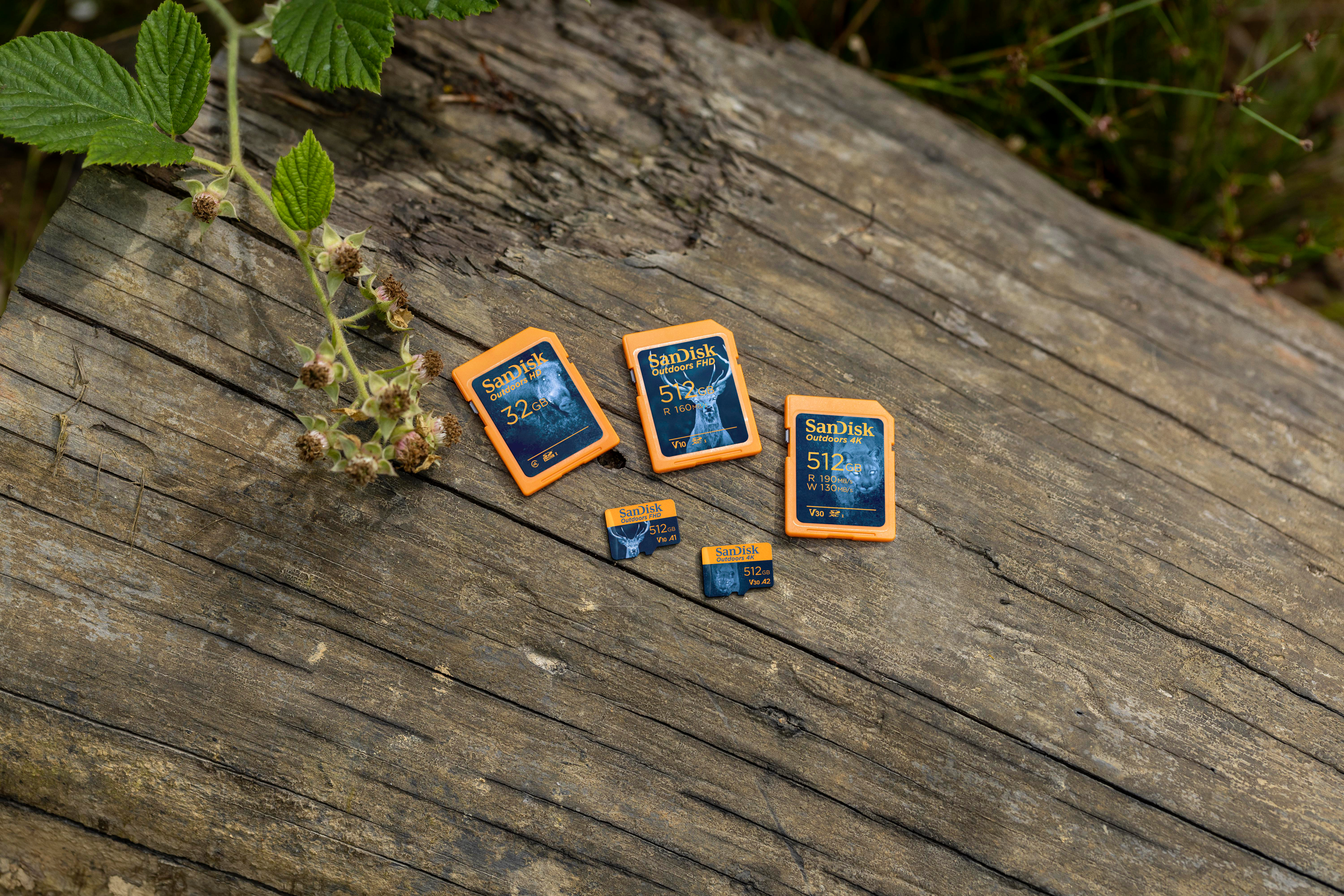 Mehrere orangefarbene und schwarze SanDisk SD-Karten auf einem verwitterten Holzstamm mit grüner Vegetation.