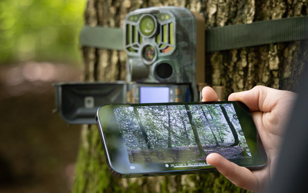 Eine Person hält ein Telefon, das eine Waldszene zeigt, mit einer Wildkamera am Baum.