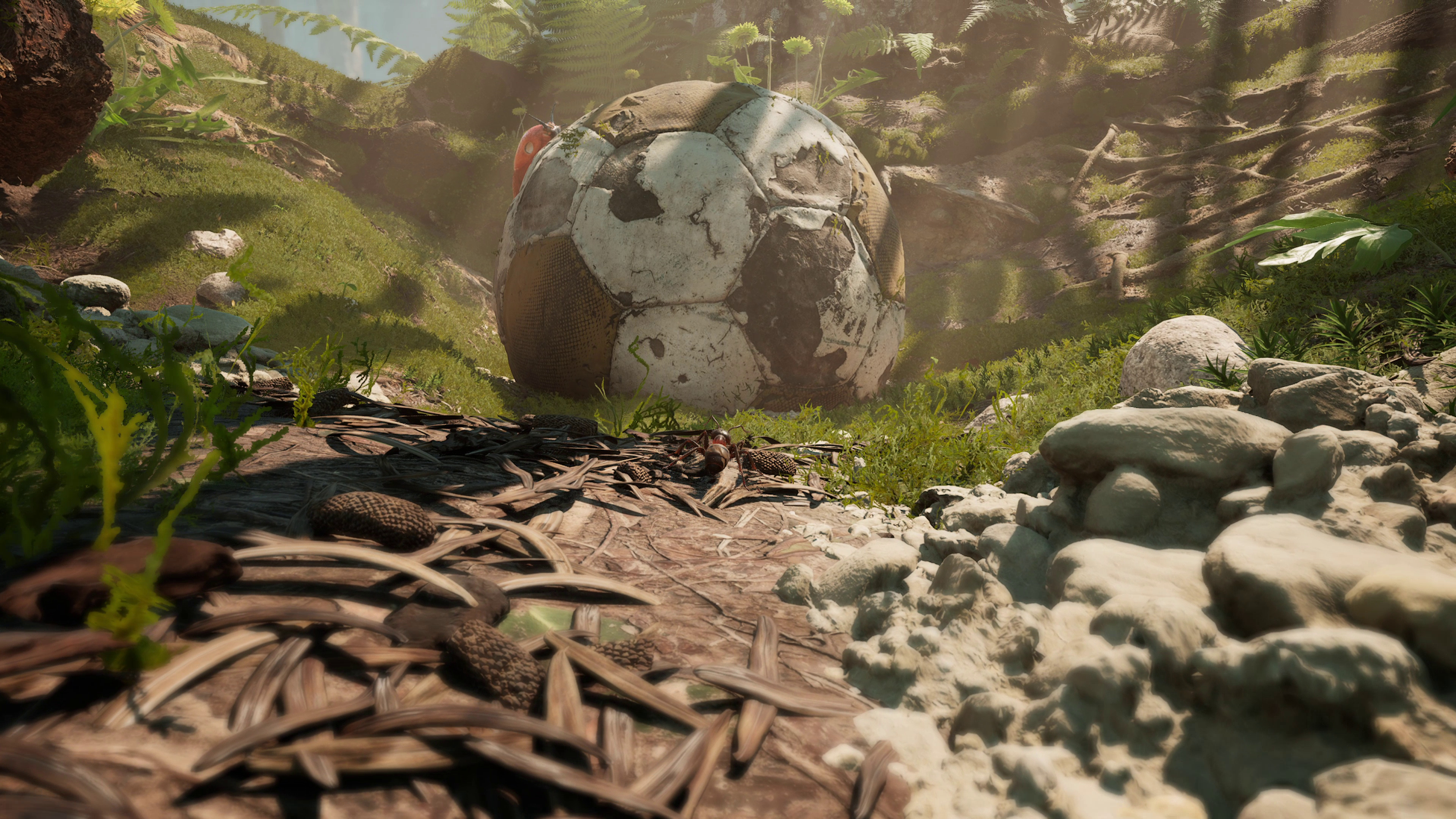 Ein abgenutzter Fußball in einer grasbewachsenen Gegend. Im Hintergrund Bäume und helles Sonnenlicht.