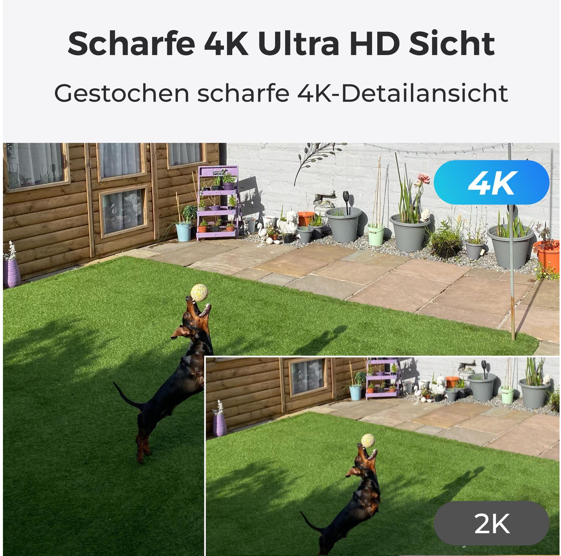 Ein Hund springt und fängt einen Ball. Das Bild zeigt eine 4k-Ansicht und eine 2k-Ansicht.